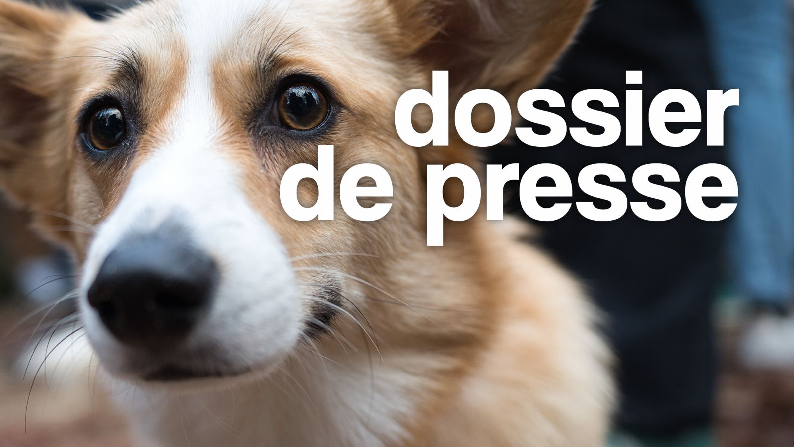 Pour une politique municipale de la condition animale